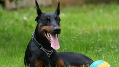 Grass Dogs Doberman Pinscher