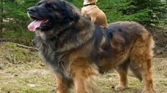 Grass Dogs funny pets