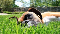 Grass Dogs Garden sleeping