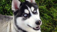 Grass Dogs husky