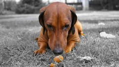 Grass Dogs selective coloring