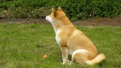 Grass Dogs Shiba Inu