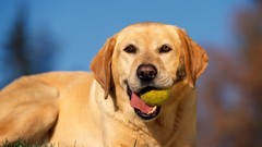 Grass Dogs tennis balls