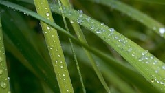 Grass drops