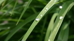 Grass drops dew Green