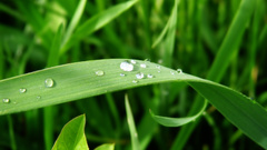Grass drops rain bent
