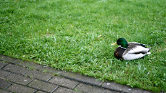 Grass Ducks