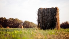 Grass farm hay depth of field