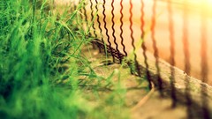 Grass fences sunlight depth of field