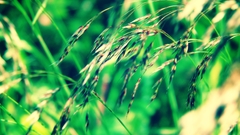 Grass field Green herbe hierba gazon