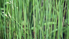 Grass field Green nature