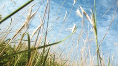 Grass fields artwork scans gravure