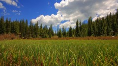 Grass fields forests