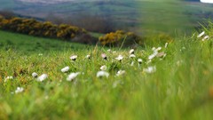 Grass fields Landscapes nature