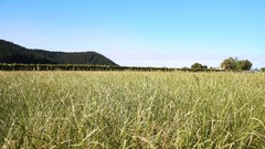 Grass fields meadows