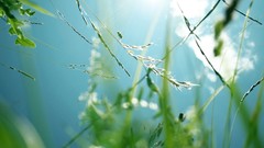 Grass flora skyscapes