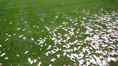 Grass flower petals nature