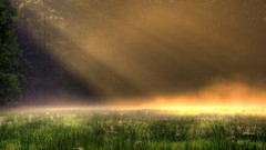 Grass fog sunlight