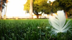 Grass Garden feathers sunlight