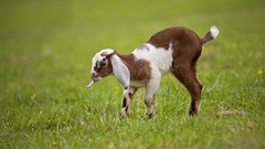 Grass Goats baby animals