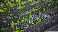 Grass gray Green stairs