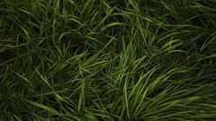 Grass Green