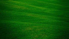 Grass Green