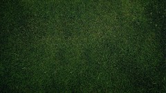 Grass Green backgrounds outdoors