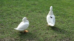 Grass Green Birds Ducks