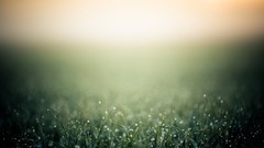 Grass Green bokeh blurred minimalistic
