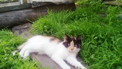 Grass Green cats Garden