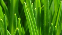 Grass Green color flower