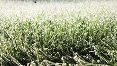 Grass Green frost bokeh