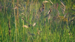 Grass Green hierba herbe