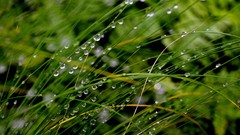Grass green. light water drops