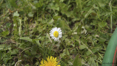 Grass Green nature Flowers