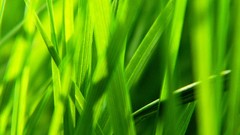Grass Green Plants