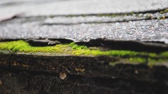 Grass Green Roof close-up