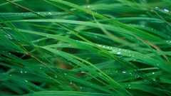 Grass Green water drops blades