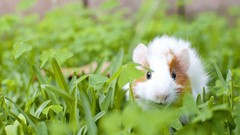 Grass guinea pigs