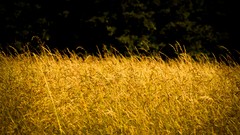 Grass hay golden farmland