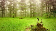 Grass HDR Photography 3d