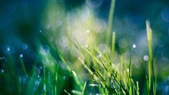 Grass heaven bokeh water