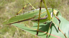 Grass high common katydid Resolution