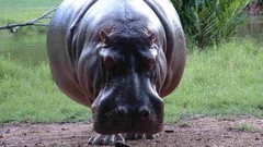 Grass hippopotamus Animals