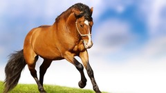 Grass Horses running