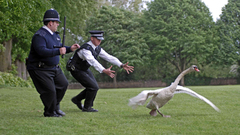 Grass Hot Fuzz