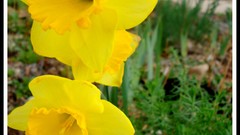 Grass houses yellow flowers