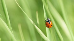Grass insects bugs ladybirds
