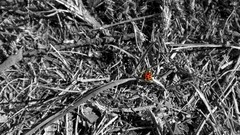 Grass insects Weeds selective coloring ladybirds